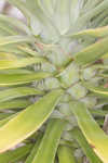 Moundlily yucca